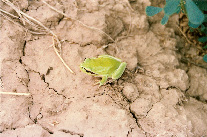 Frog (Morocco) - Mediterranean tree frog, stripeless tree frog (Hyla meridionalis).jpg
