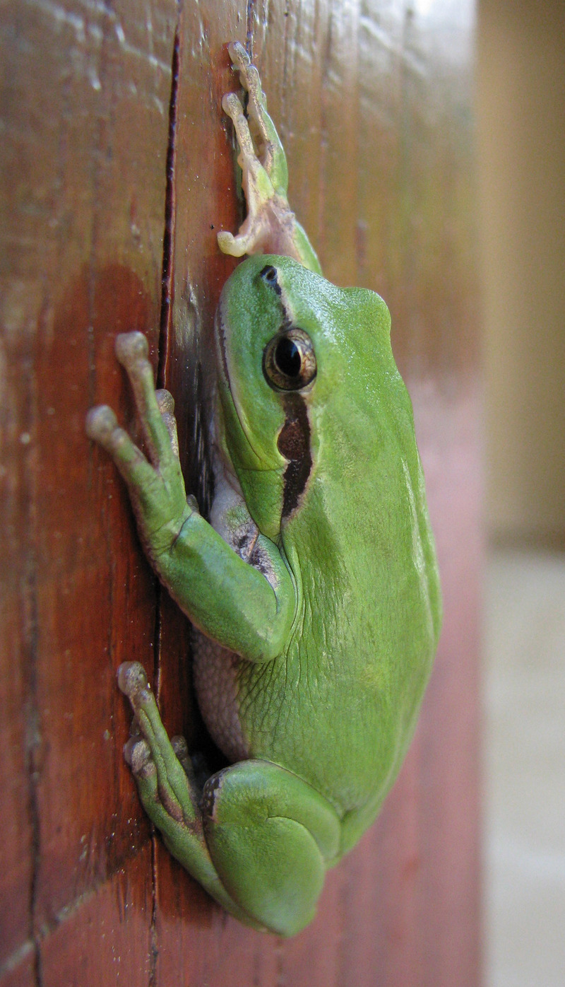 Hyla meridionalis 01 - Mediterranean tree frog, stripeless tree frog (Hyla meridionalis).jpg