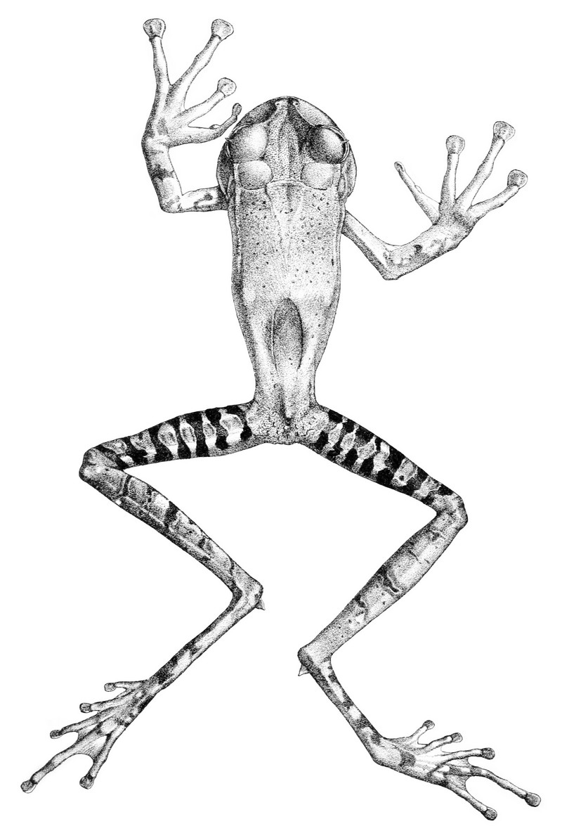 Gastrotheca guentheri (2) - Gastrotheca guentheri (Guenther's marsupial frog, dentate marsupial frog).jpg