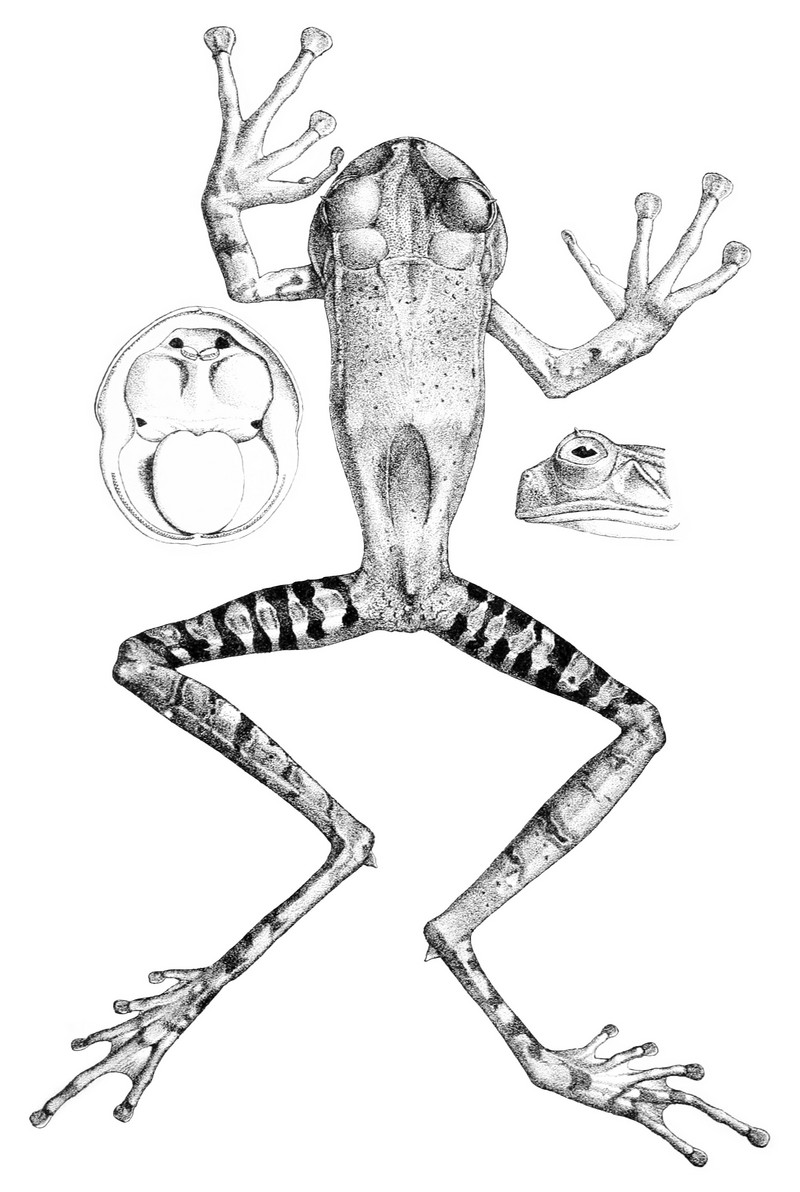 Gastrotheca guentheri (1) - Gastrotheca guentheri (Guenther's marsupial frog, dentate marsupial frog).jpg