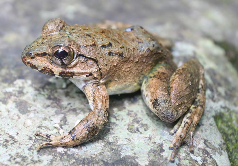 Limnonectes macrocephalus from Dipagsanghan - ZooKeys-266-001-g031 - Luzon fanged frog (Limnonectes macrocephalus).jpg