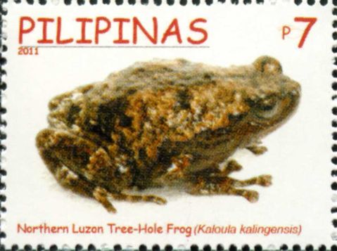Kaloula kalingensis 2011 stamp of the Philippines - Kalinga narrowmouth toad (Kaloula kalingensis).jpg