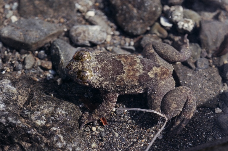 Barbourula busuangensis01 - Philippine flat-headed frog (Barbourula busuangensis).jpg