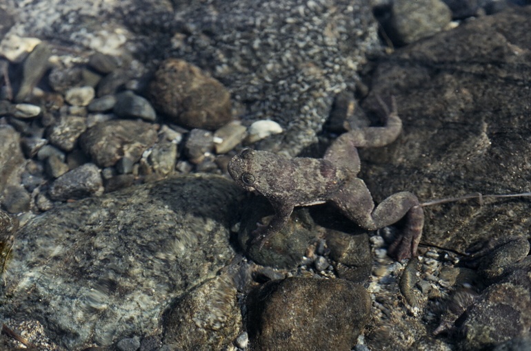 Barbourula busuangensis06 - Philippine flat-headed frog (Barbourula busuangensis).jpg