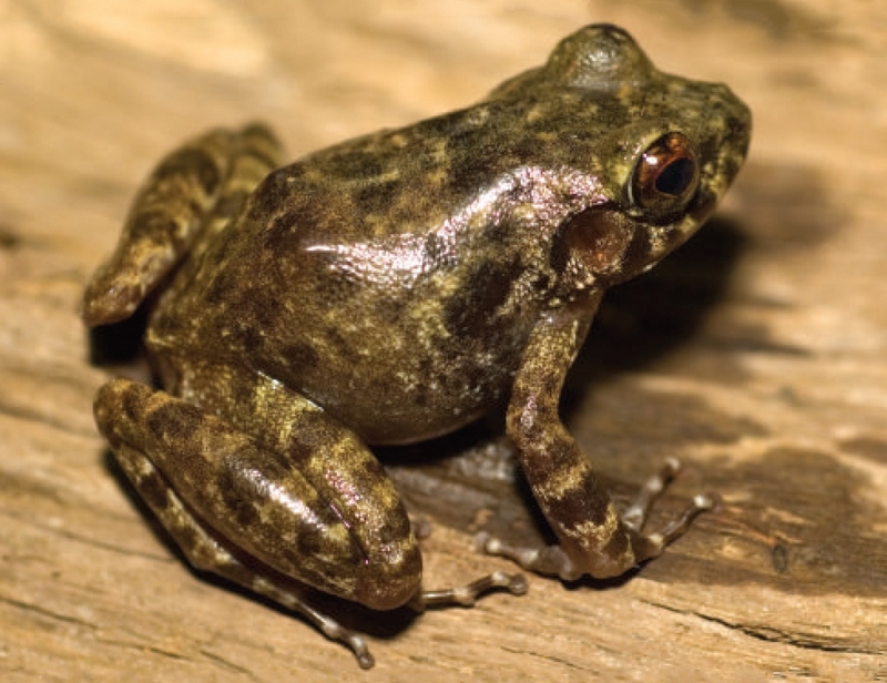 Platymantis biak - Luzon limestone forest frog (Platymantis biak).jpg