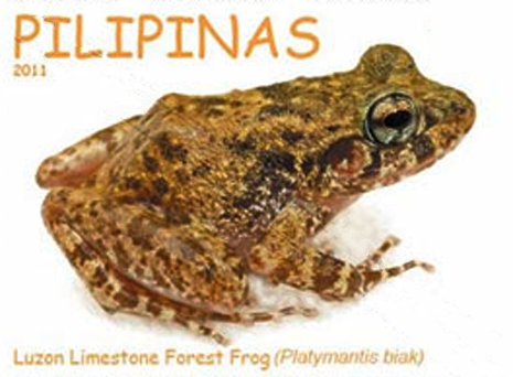 Platymantis biak 2011 stamp of the Philippines 2 - Luzon limestone forest frog (Platymantis biak).jpg
