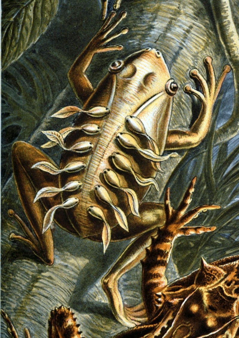 Haeckel Batrachia L lineatus - painted antnest frog (Lithodytes lineatus).jpg