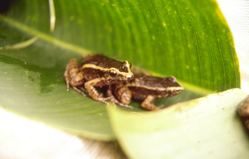 Lithodytes lineatus - painted antnest frog (Lithodytes lineatus).jpg