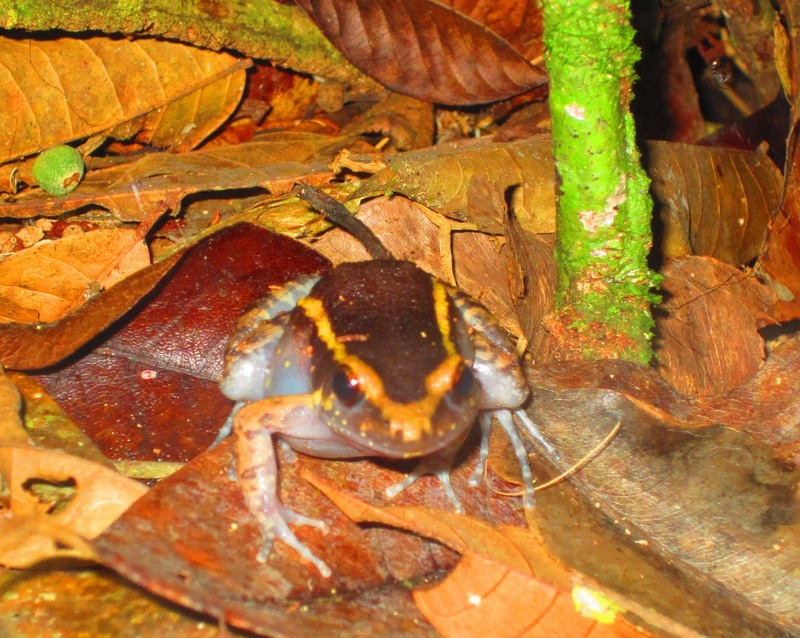 Spot-legged poison frog (Ameerega picta) (1) - painted antnest frog (Lithodytes lineatus).JPG