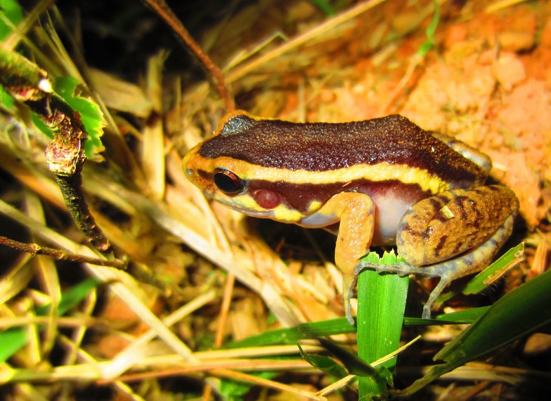 Spot-legged poison frog (Ameerega picta) (2) - painted antnest frog (Lithodytes lineatus).JPG