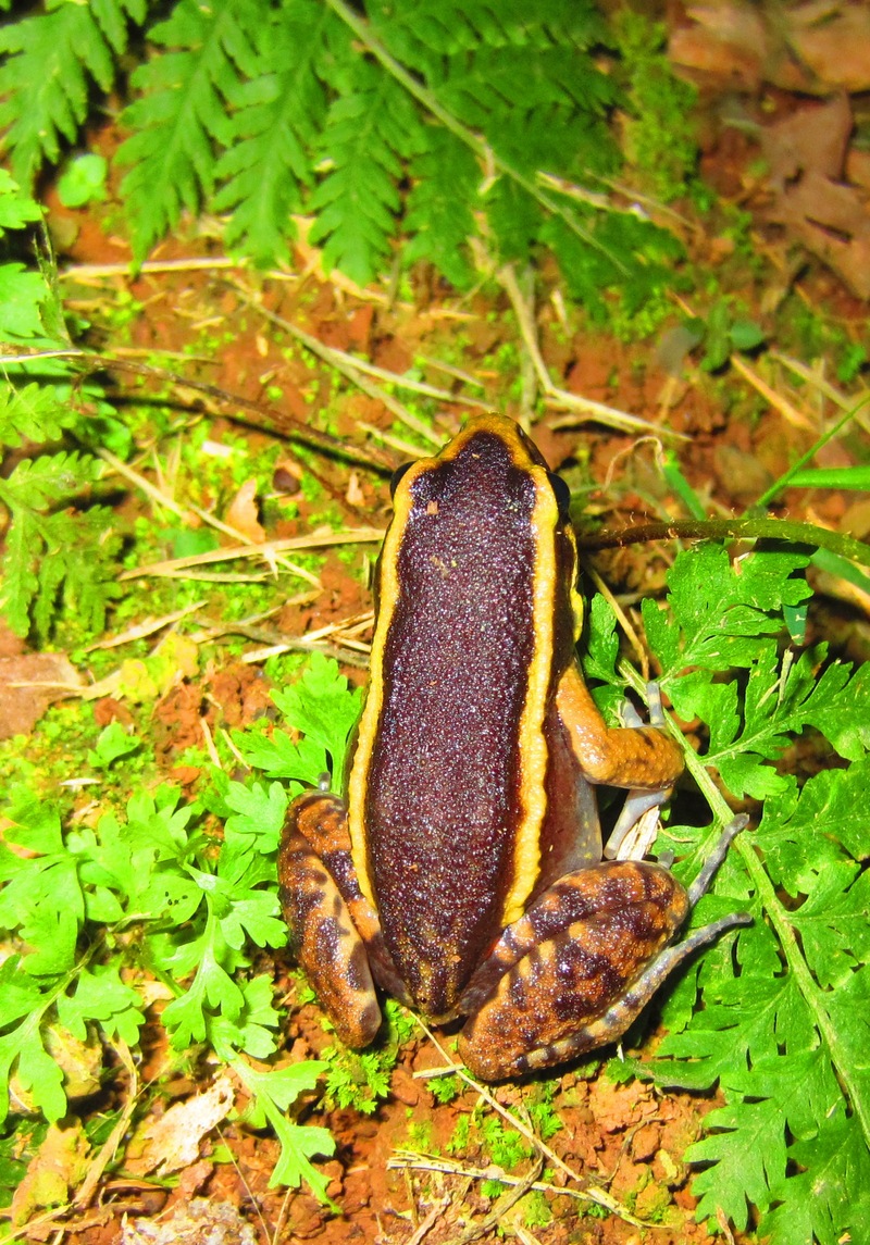 Spot-legged poison frog (Ameerega picta) (3) - painted antnest frog (Lithodytes lineatus).JPG