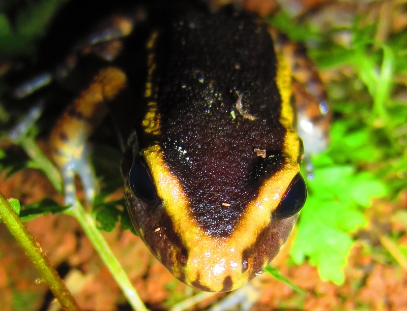 Spot-legged poison frog (Ameerega picta) (4) - painted antnest frog (Lithodytes lineatus).JPG
