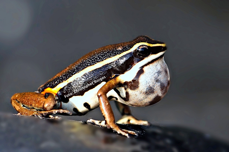 12004314826 eeeff2eb6a o - spot-legged poison frog (Ameerega picta).png