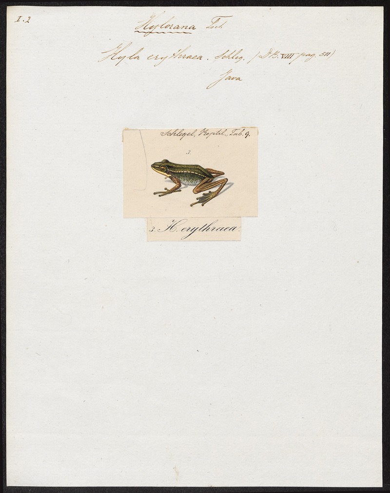 Hyla erythraea - 1700-1880 - Print - Iconographia Zoologica - Special Collections University of Amsterdam - UBA01 IZ11500111 - common green frog (Hylarana erythraea).jpg