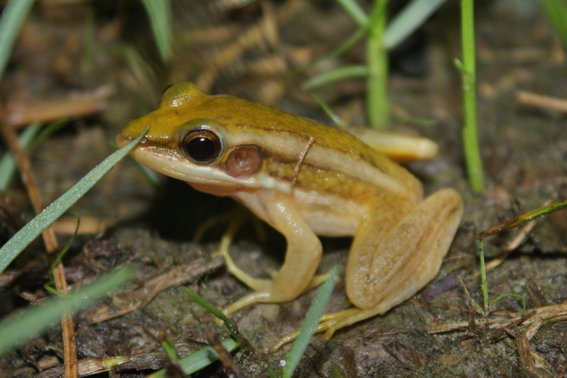 Hylarana erythraea - common green frog (Hylarana erythraea).jpg