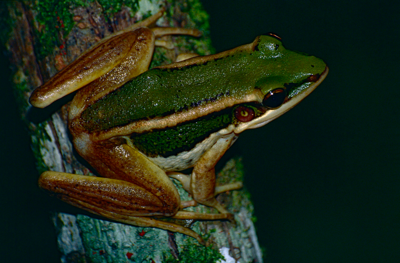Green Paddy Frog (Hylarana erythraea) (14585204792) - common green frog (Hylarana erythraea).jpg
