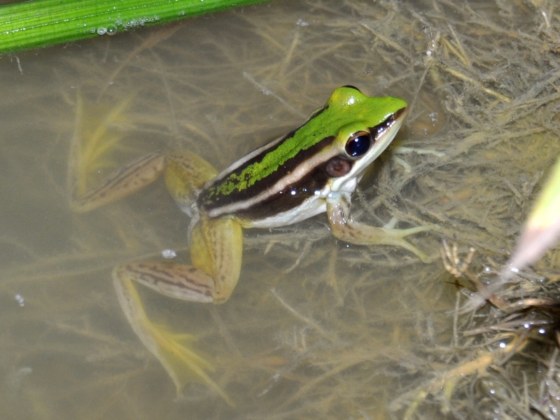Hylar eryth120517-25540 das - common green frog (Hylarana erythraea).JPG