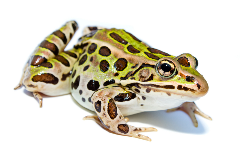 Lithobates pipiens - northern leopard frog (Lithobates pipiens).jpg