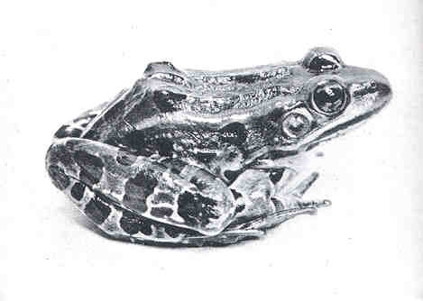 FMIB 34921 Leopard Frog (Rana Pipens) Desirable Species - northern leopard frog (Lithobates pipiens).jpg
