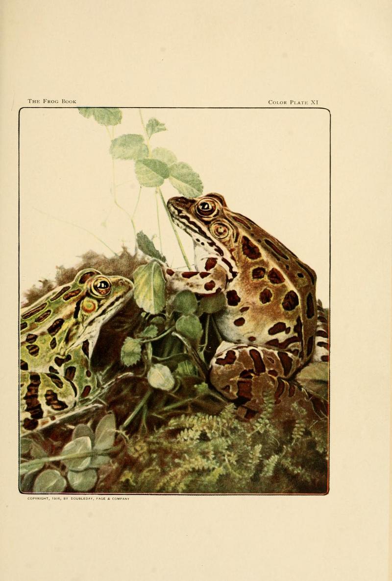 The Frog Book (1906) Color plate 11 - northern leopard frog (Lithobates pipiens).jpg