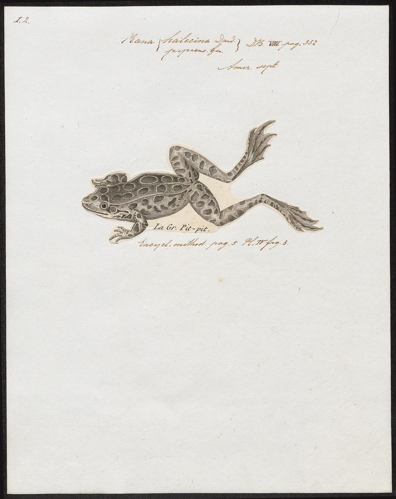 Rana halecina - 1700-1880 - Print - Iconographia Zoologica - Special Collections University of Amsterdam - UBA01 IZ11500051 - northern leopard frog (Lithobates pipiens).jpg
