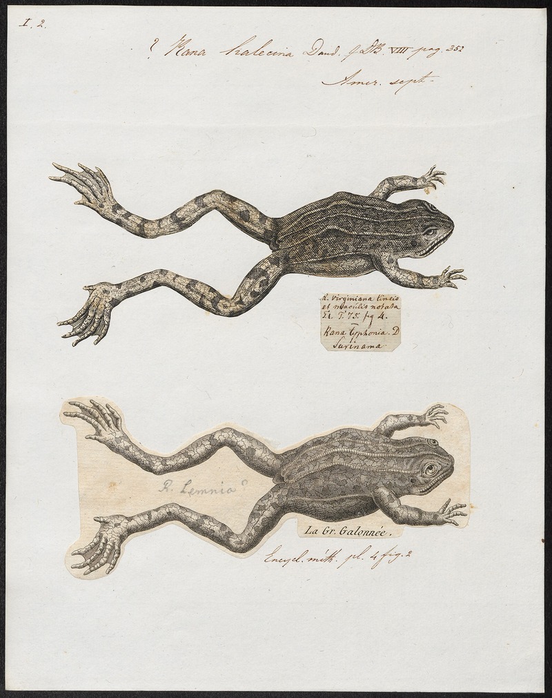 Rana halecina - 1700-1880 - Print - Iconographia Zoologica - Special Collections University of Amsterdam - UBA01 IZ11500053 - northern leopard frog (Lithobates pipiens).jpg