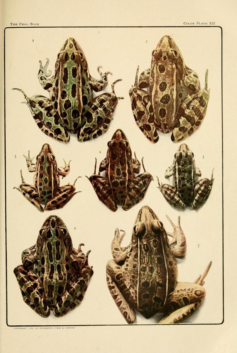 The Frog Book (1906) Color plate 12 - northern leopard frog (Lithobates pipiens), southern leopard frog (Lithobates sphenocephalus.jpg