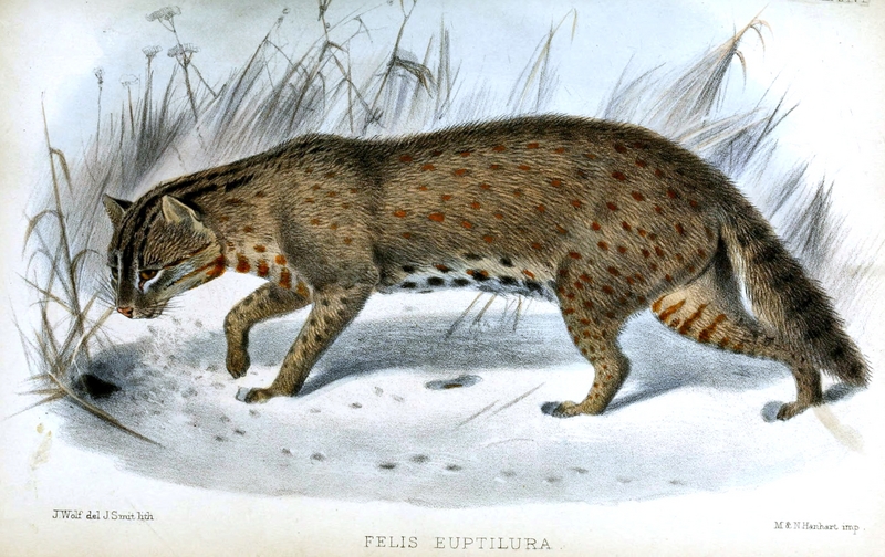 Felis.Euptilura.Wolf.Smit - Amur leopard cat (Prionailurus bengalensis euptilurus).jpg