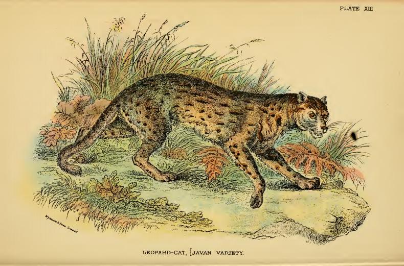 Lydekker - Leopard Cat (Javan variety) - Javan leopard cat (Prionailurus bengalensis javanensis).JPG