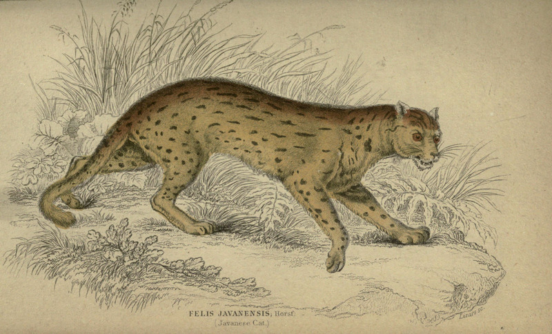 Lions, tigers, &c., &c (Plate XIX) (6505576229) - Javan leopard cat (Prionailurus bengalensis javanensis).jpg