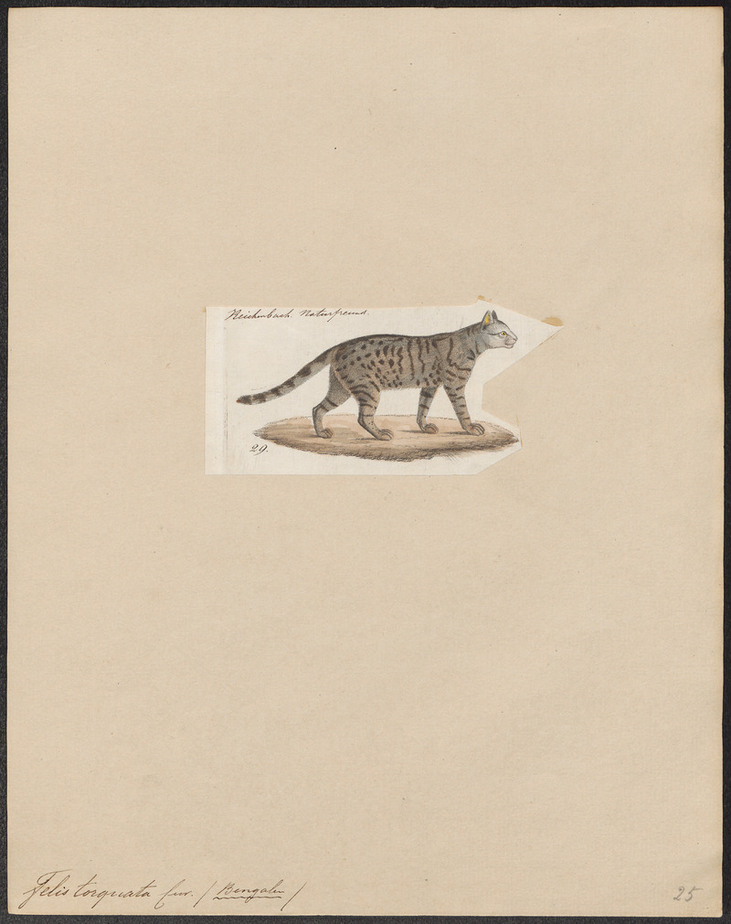 Felis torquata - 1834 - Print - Iconographia Zoologica - Special Collections University of Amsterdam - UBA01 IZ22100266 - leopard cat (Prionailurus bengalensis).jpg