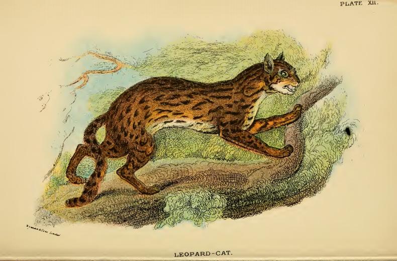 Lydekker - Leopard Cat - leopard cat (Prionailurus bengalensis).JPG