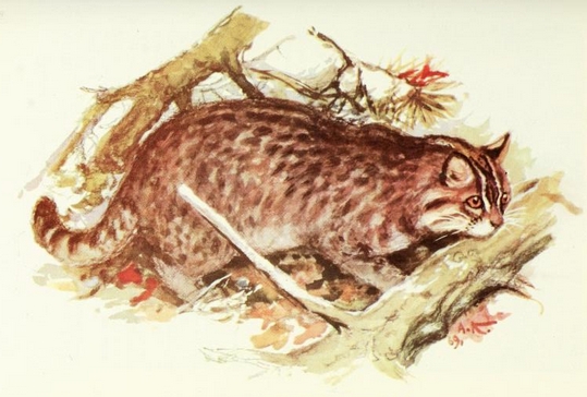 MSU V2P2 - Felis euptilura painting - Amur leopard cat (Prionailurus bengalensis euptilurus).png