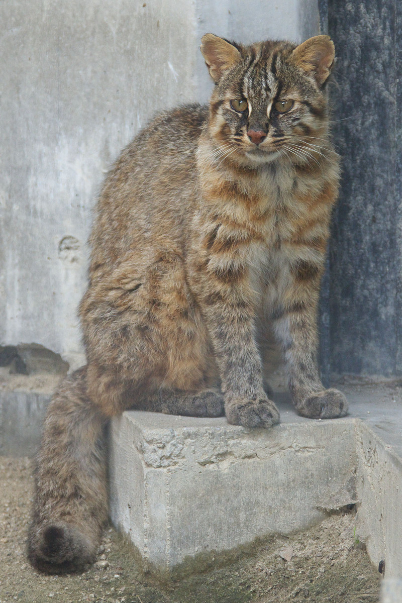 Tsushima Cat 001 - Amur leopard cat (Prionailurus bengalensis euptilurus).jpg