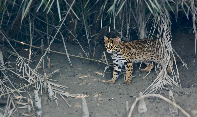 Leopard cat India - Indian leopard cat (Prionailurus bengalensis bengalensis).jpg