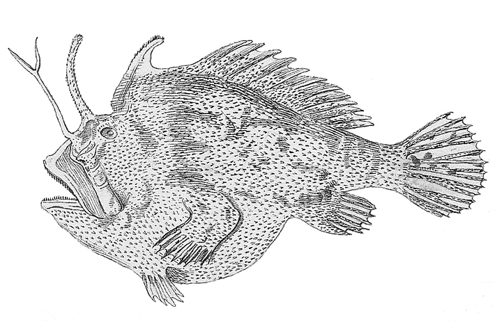 Kuiterichthys furcipilis - Kuiterichthys furcipilis, Rough anglerfish.jpeg