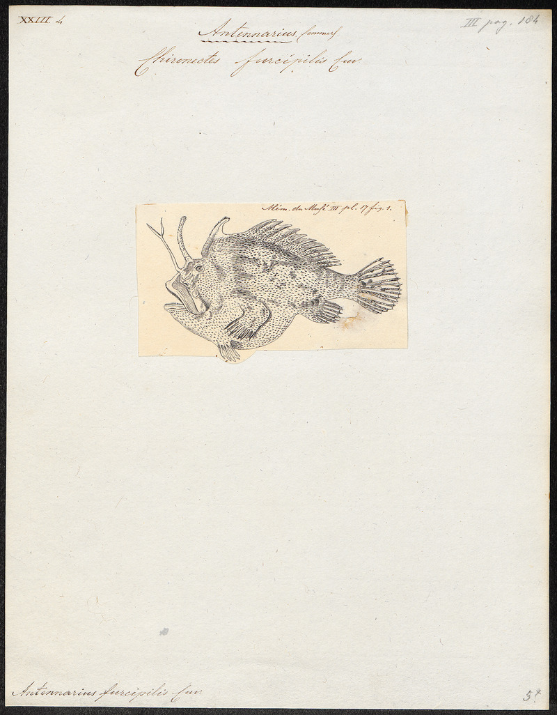 Antennarius furcipilis - 1700-1880 - Print - Iconographia Zoologica - Special Collections University of Amsterdam - UBA01 IZ13600199 - Kuiterichthys furcipilis, Rough anglerfish.jpg