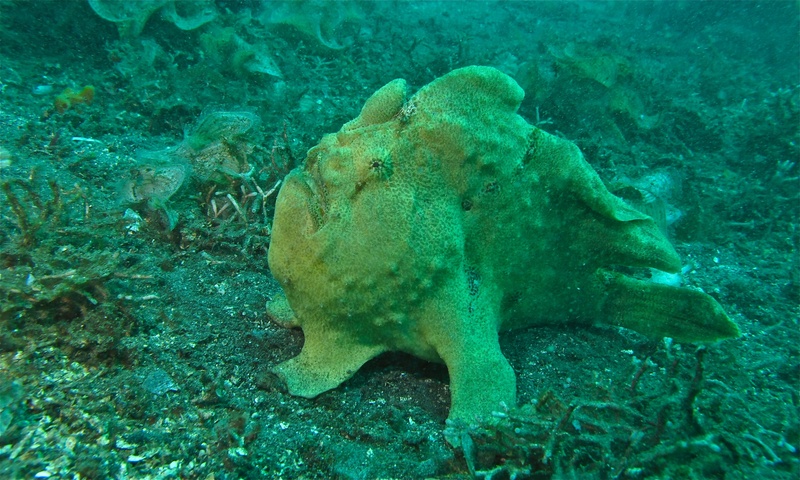 Giant Frogfish (Antennarius commerson) (6066096952) - Commerson's frogfish, giant frogfish (Antennarius commerson).jpg