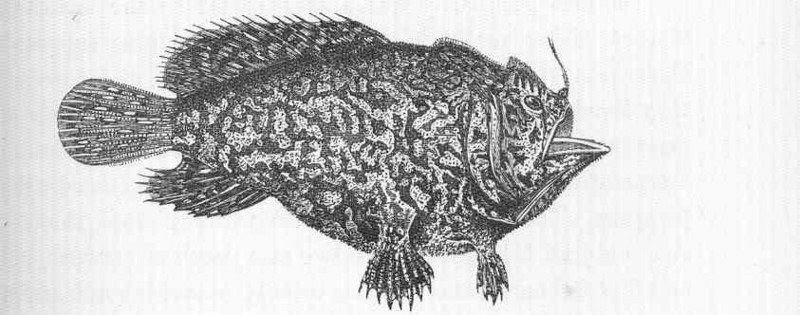 FMIB 47048 Antennarius candimaculatus, a pelagic fish, from the Indian Ocean.jpeg