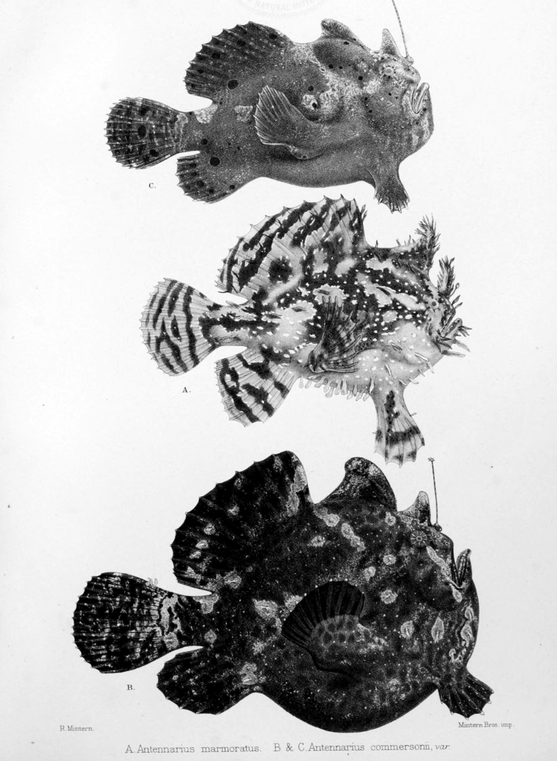 Journaldesmuseum04muse 0087 - Sargassumfish (Histrio histrio), Commerson's frogfish (Antennarius commerson).jpg