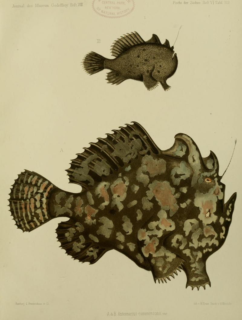 Journal.Museum.Godoeffroy.HeftXIIIIFischeder.SudseeHeft6Taf103 - Commerson's frogfish, giant frogfish (Antennarius commerson).jpg