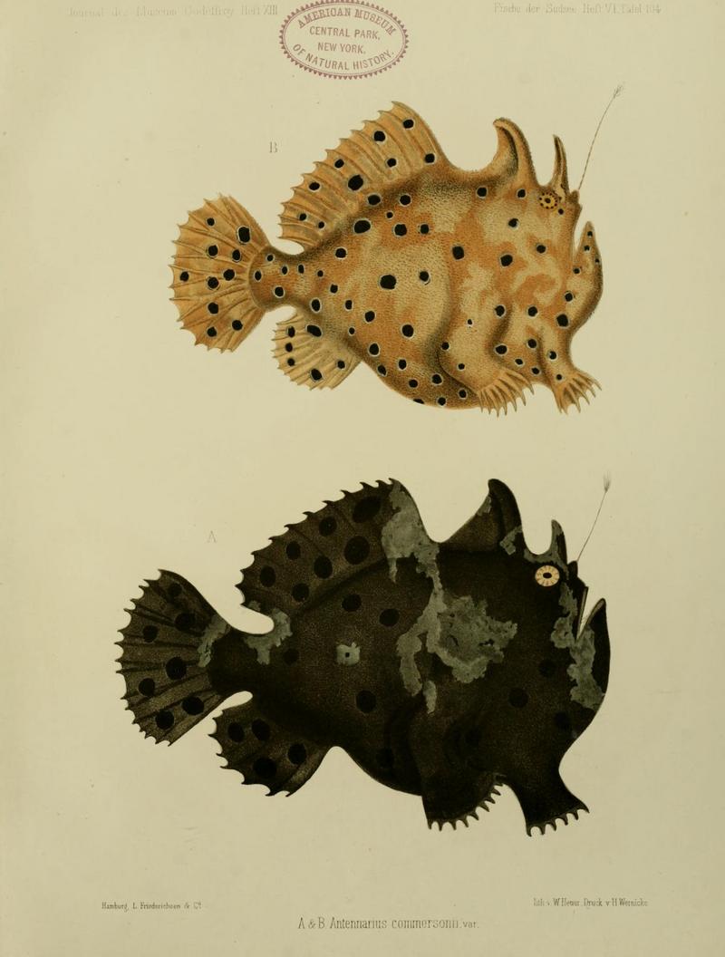 Journal.Museum.Godoeffroy.Heft.XIIII.Fischeder.Sudsee.Heft6Taf104 - Commerson's frogfish, giant frogfish (Antennarius commerson).jpg