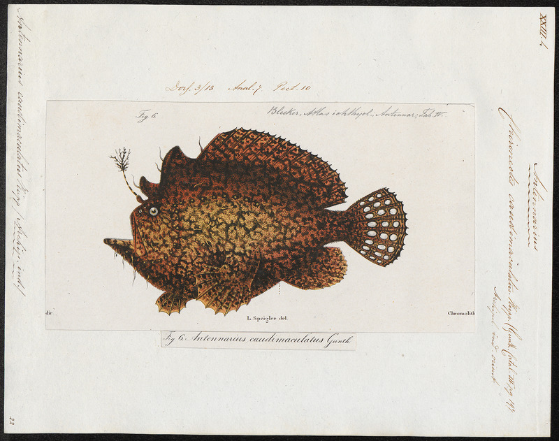 Antennarius caudimaculatus - 1700-1880 - Print - Iconographia Zoologica - Special Collections University of Amsterdam - UBA01 IZ13600265.jpg