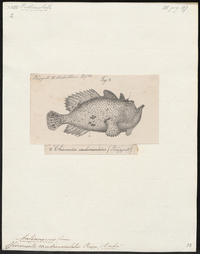 Antennarius caudimaculatus - 1700-1880 - Print - Iconographia Zoologica - Special Collections University of Amsterdam - UBA01 IZ13600267.jpg
