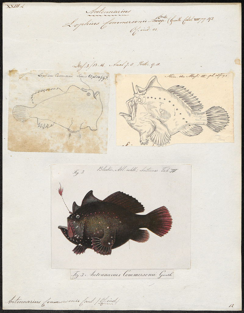 Antennarius commersonii - 1700-1880 - Print - Iconographia Zoologica - Special Collections University of Amsterdam - UBA01 IZ13600245.jpg