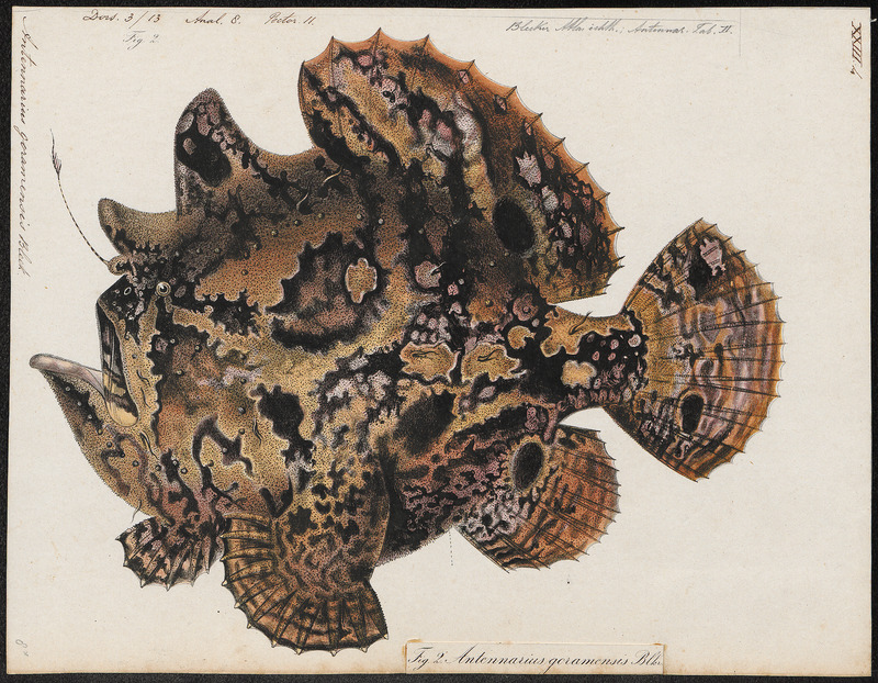 Antennarius goramensis - 1700-1880 - Print - Iconographia Zoologica - Special Collections University of Amsterdam - UBA01 IZ13600237.jpg