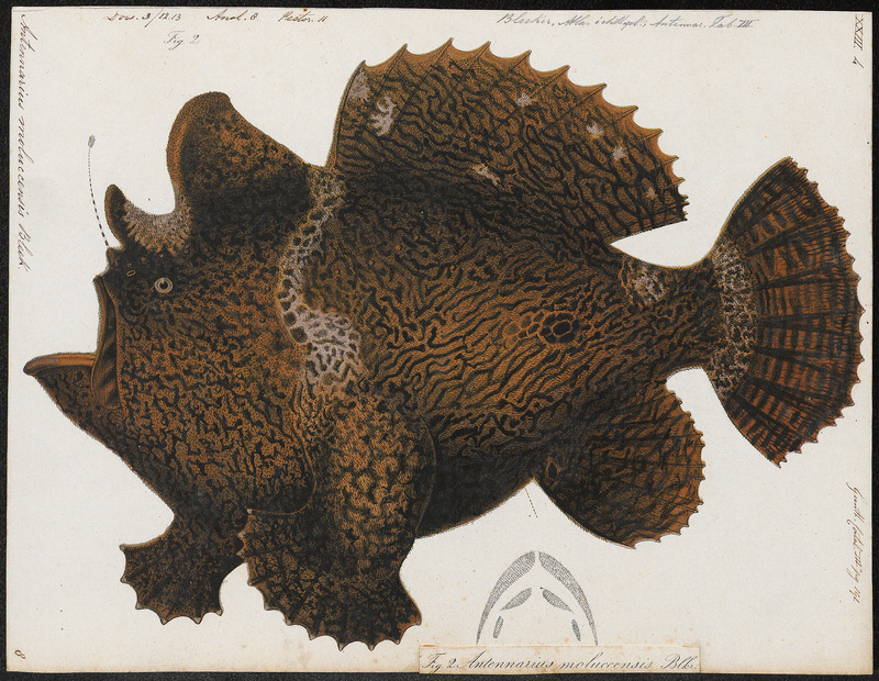 Antennarius moluccensis - 1700-1880 - Print - Iconographia Zoologica - Special Collections University of Amsterdam - UBA01 IZ13600235.jpg
