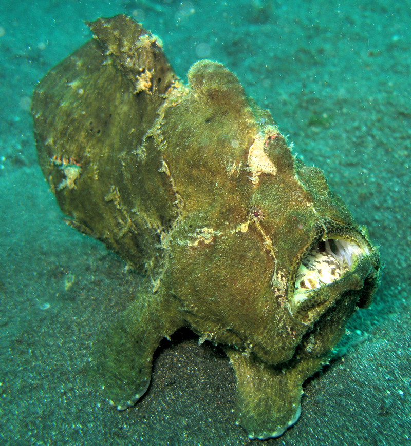 Giant Frog Fish - Commerson's frogfish, giant frogfish (Antennarius commerson).jpg