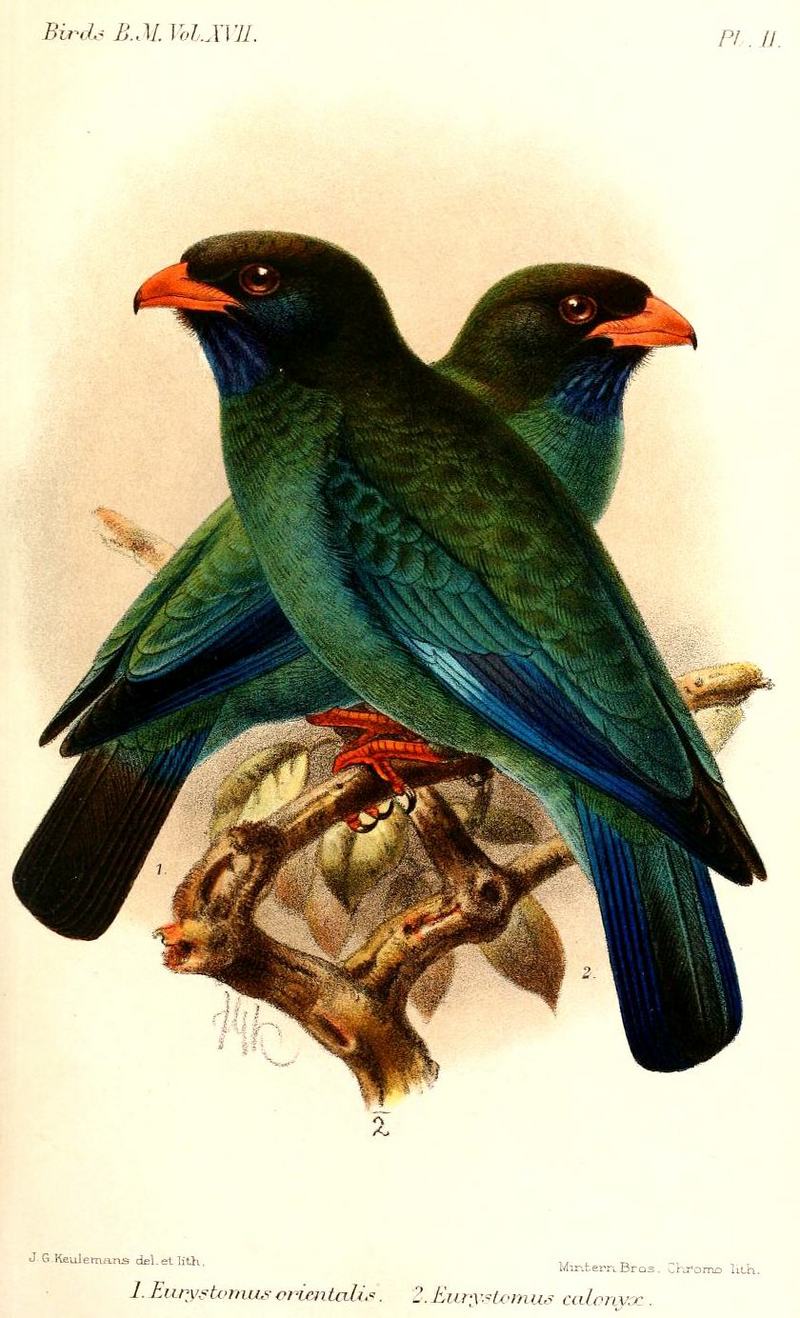 Eurystomus2Keulemans - Oriental dollarbird, dollar roller (Eurystomus orientalis).jpg