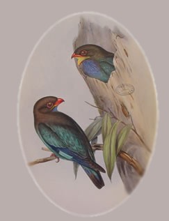 Eurystomus orientalis - Oriental dollarbird, dollar roller (Eurystomus orientalis).jpg